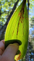 Phytosciara greylockensis