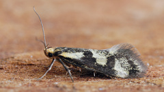 Denisia stipella