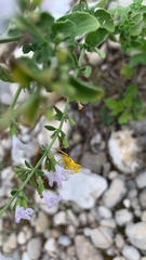 Clinopodium nepeta