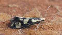 Denisia stipella