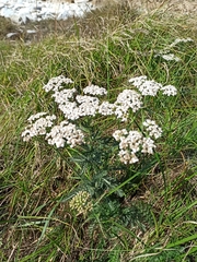 Achillea millefolium