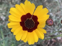 Coreopsis