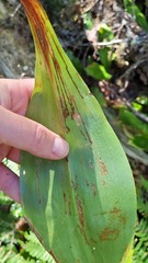 Phytosciara greylockensis