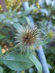Dipsacus strigosus