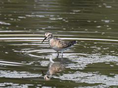 Calidris ferruginea
