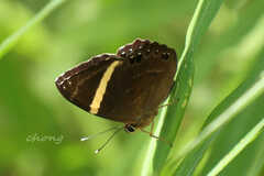 Abisara fylla