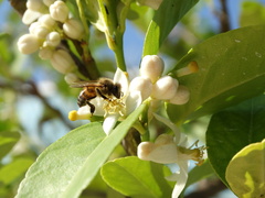 Apis mellifera