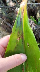 Phytosciara greylockensis