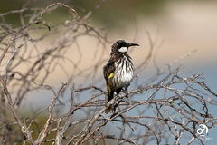 Phylidonyris niger
