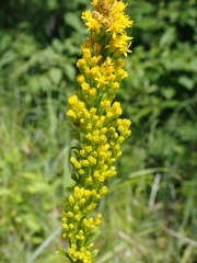 Solidago uliginosa