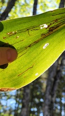 Phytosciara greylockensis
