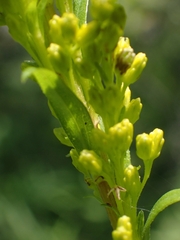 Solidago uliginosa