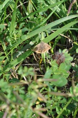 Euclidia glyphica