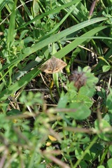 Euclidia glyphica