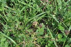 Euclidia glyphica