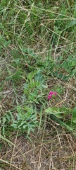 Lathyrus tuberosus