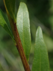 Solidago uliginosa