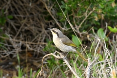 Gavicalis virescens