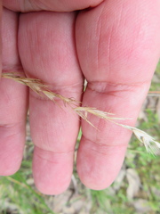 Rytidosperma setaceum