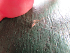 Rytidosperma setaceum