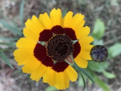 Coreopsis