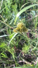 Cyperus manimae