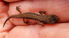 Lissotriton
