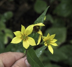 Helianthus microcephalus