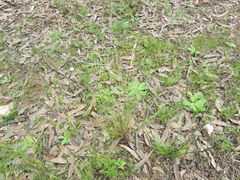 Rytidosperma setaceum