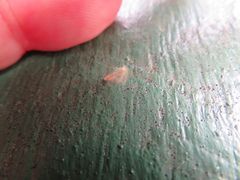 Rytidosperma setaceum