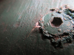 Rytidosperma setaceum