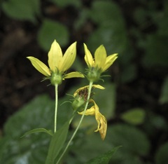 Helianthus microcephalus