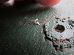 Rytidosperma setaceum