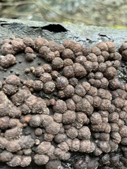 Hypoxylon fragiforme