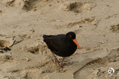 Haematopus fuliginosus