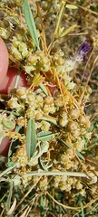 Cuscuta campestris