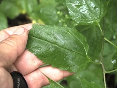 Helianthus microcephalus