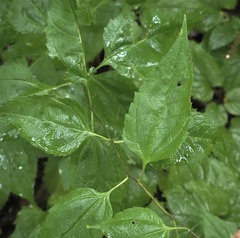 Helianthus microcephalus