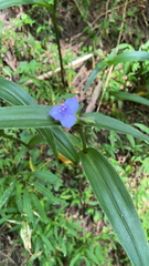 Tradescantia subaspera