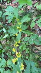 Solidago caesia