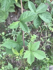 Rubus occidentalis