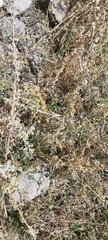 Cuscuta campestris