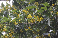 Ochna serrulata