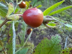 Rosa majalis