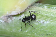Polyrhachis