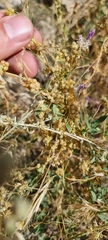 Cuscuta campestris