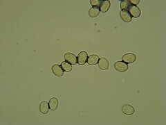 Botrytis