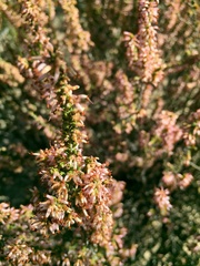 Erica inaequalis