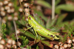 Euthystira brachyptera