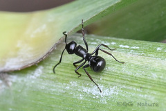 Polyrhachis